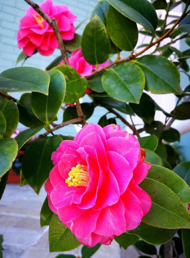 Il Giardino All'Angolo Villacidro Dış mekan fotoğraf