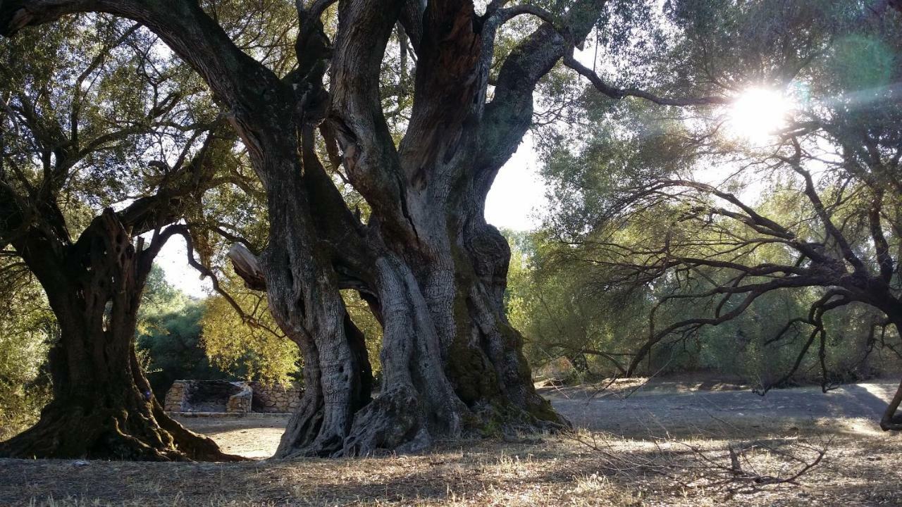 Il Giardino All'Angolo Villacidro Dış mekan fotoğraf