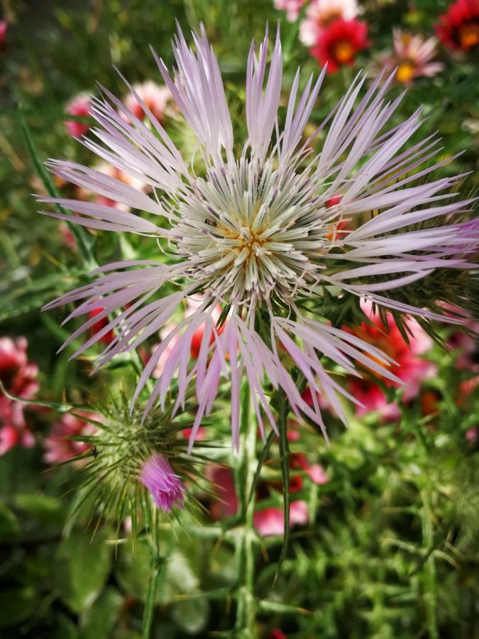 Il Giardino All'Angolo Villacidro Dış mekan fotoğraf